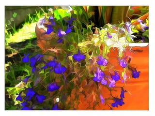 Summer flowers from around the world