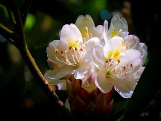 Summer flowers from around the world