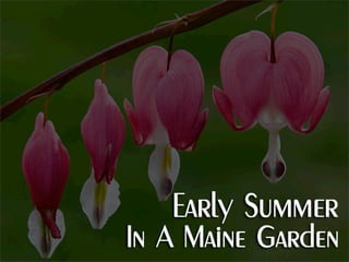 Early Summer In A Maine Garden
 