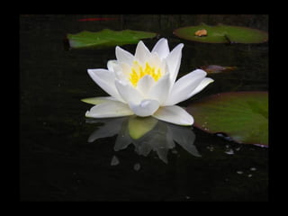 Summer Gardens 2008 From Booker