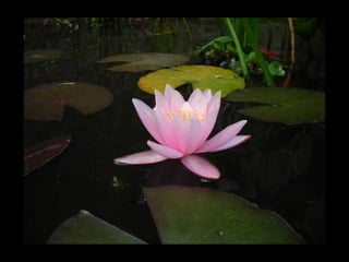Summer Gardens 2008 From Booker