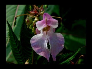 Summer Gardens 2008 From Booker