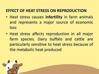 EFFECT OF HEAT STRESS ON REPRODUCTION
• Heat stress causes infertility in farm animals
and represents a major source of economic
loss
• Heat stress affects reproduction in all major
farm species. Dairy buffalo and cattle are
particularly sensitive to heat stress because of
the metabolic heat produced
 