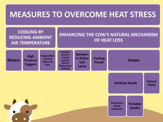MEASURES TO OVERCOME HEAT STRESS
COOLING BY
REDUCING AMBIENT
AIR TEMPERATURE
Misters
High
Pressure
Foggers
Evaporative
Cooling
Pads and
Fans
ENHANCING THE COW'S NATURAL MECHANISM
OF HEAT LOSS
Sprinkler
and Fan
Cooling
Systems
(Direct
Evaporative
Cooling)
Sprayers
in Parlor
Exit
Lanes
Cooling
Ponds
Shades
Artificial Shade
Permanent
Shade
Structures
Portable
shades
Natural
Shade
 