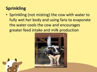 Sprinkling
• Sprinkling (not misting) the cow with water to
fully wet her body and using fans to evaporate
the water cools the cow and encourages
greater feed intake and milk production
 