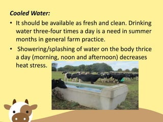 Cooled Water:
• It should be available as fresh and clean. Drinking
water three-four times a day is a need in summer
months in general farm practice.
• Showering/splashing of water on the body thrice
a day (morning, noon and afternoon) decreases
heat stress.
 