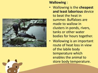 Wallowing :
• Wallowing is the cheapest
and least laborious device
to beat the heat in
summer. Buffaloes are
made to wallow in
clusters in ponds, rivers,
tanks or other water
bodies for hours together.
• Wallowing is an important
route of heat loss in view
of the labile body
temperature which
enables the animal to
store body temperature.
 