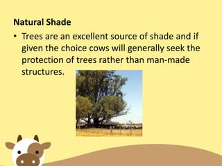 Natural Shade
• Trees are an excellent source of shade and if
given the choice cows will generally seek the
protection of trees rather than man-made
structures.
 