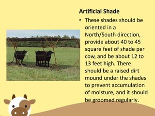Artificial Shade
• These shades should be
oriented in a
North/South direction,
provide about 40 to 45
square feet of shade per
cow, and be about 12 to
13 feet high. There
should be a raised dirt
mound under the shades
to prevent accumulation
of moisture, and it should
be groomed regularly.
 