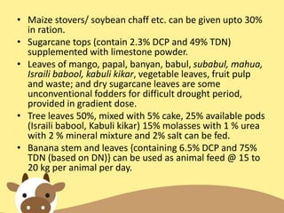 • Maize stovers/ soybean chaff etc. can be given upto 30%
in ration.
• Sugarcane tops (contain 2.3% DCP and 49% TDN)
supplemented with limestone powder.
• Leaves of mango, papal, banyan, babul, subabul, mahua,
Israili babool, kabuli kikar, vegetable leaves, fruit pulp
and waste; and dry sugarcane leaves are some
unconventional fodders for difficult drought period,
provided in gradient dose.
• Tree leaves 50%, mixed with 5% cake, 25% available pods
(Israili babool, Kabuli kikar) 15% molasses with 1 % urea
with 2 % mineral mixture and 2% salt can be fed.
• Banana stem and leaves {containing 6.5% DCP and 75%
TDN (based on DN)} can be used as animal feed @ 15 to
20 kg per animal per day.
 