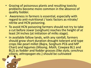 • Grazing of poisonous plants and resulting toxicity
problems become more common in the absence of
quality fodder.
• Awareness in farmers is essential, especially with
regard to anti-nutritional / toxic factors as nitrate/
nitrite and HCN poisoning.
• To avoid HCN poisoning farmers should not try to take
a cut before Jowar (sorghum) reaches the height of at
least 24 inches (at initiation of milks stage).
• In available fallow lands, with any rainfall, farmers
should grow short duration drought tolerant arid type
crops like pearl millet (Bajra, Sorghum PC6 and MP
Chari) and legumes (Moong, Moth, Cowpea BL1 and
BL2) as fodder and fodder grasses (like stylo, cenchrus
ciliaris, athropogan etc.) should be cultivated
 