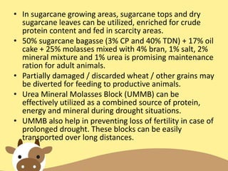 • In sugarcane growing areas, sugarcane tops and dry
sugarcane leaves can be utilized, enriched for crude
protein content and fed in scarcity areas.
• 50% sugarcane bagasse (3% CP and 40% TDN) + 17% oil
cake + 25% molasses mixed with 4% bran, 1% salt, 2%
mineral mixture and 1% urea is promising maintenance
ration for adult animals.
• Partially damaged / discarded wheat / other grains may
be diverted for feeding to productive animals.
• Urea Mineral Molasses Block (UMMB) can be
effectively utilized as a combined source of protein,
energy and mineral during drought situations.
• UMMB also help in preventing loss of fertility in case of
prolonged drought. These blocks can be easily
transported over long distances.
 