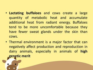 • Lactating buffaloes and cows create a large
quantity of metabolic heat and accumulate
additional heat from radiant energy. Buffaloes
tend to be more uncomfortable because they
have fewer sweat glands under the skin than
cows.
• Thermal environment is a major factor that can
negatively affect production and reproduction in
dairy animals, especially in animals of high
genetic merit
 