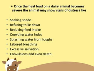  Once the heat load on a dairy animal becomes
severe the animal may show signs of distress like
• Seeking shade
• Refusing to lie down
• Reducing feed intake
• Crowding water holes
• Splashing water from toughs
• Labored breathing
• Excessive salivation
• Convulsions and even death.
 