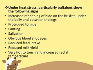Under heat stress, particularly buffaloes show
the following signs
• Increased reddening of hide on the brisket, under
the belly and between the legs
• Protruded tongue
• Panting
• Salivation
• Obvious blood shot eyes
• Reduced feed intake
• Reduced milk yield
• Very hot to touch and increased rectal
temperature
 