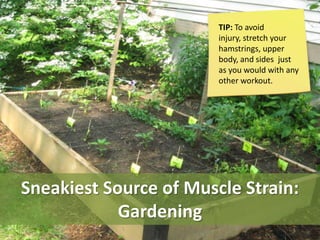 TIP: To avoid
                        injury, stretch your
                        hamstrings, upper
                        body, and sides just
                        as you would with any
                        other workout.




Sneakiest Source of Muscle Strain:
            Gardening
 