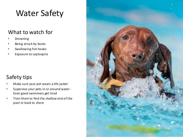 High Risk Car Insurance >> Summer Safety Hazards for Pets High Risk Car Insurance >> Summer Safety Hazards for Pets