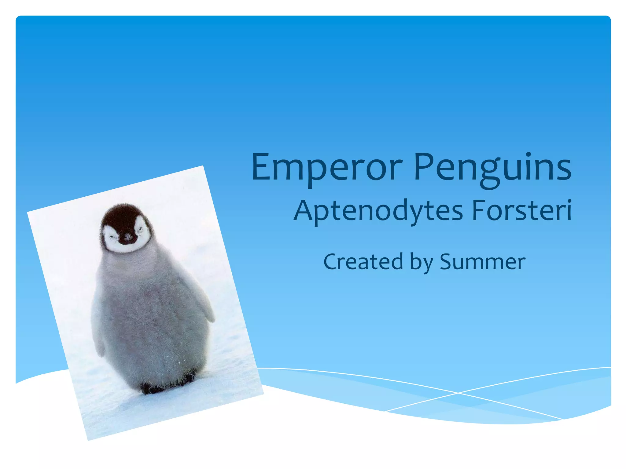 Summers Emperor Penguins | PPT