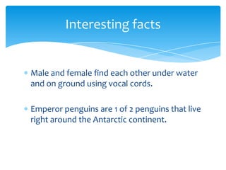 Summers Emperor Penguins | PPT
