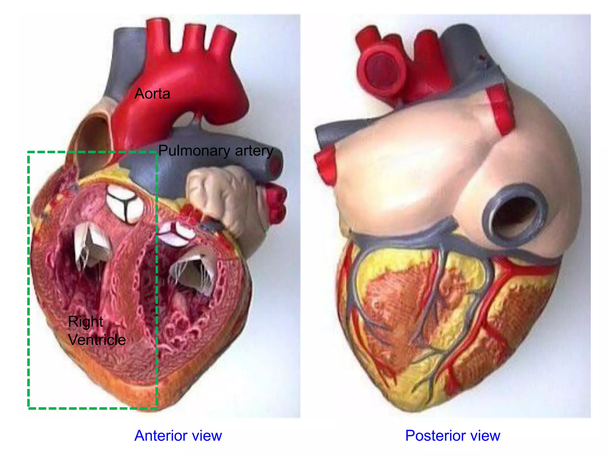 Aorta


               Pulmonary artery




Right
Ventricle




            Anterior view         Posterior view
 
