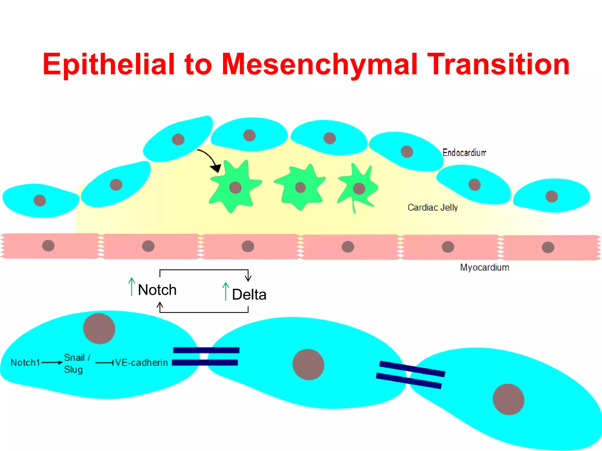 Epithelial to Mesenchymal Transition




      Notch   Delta
 