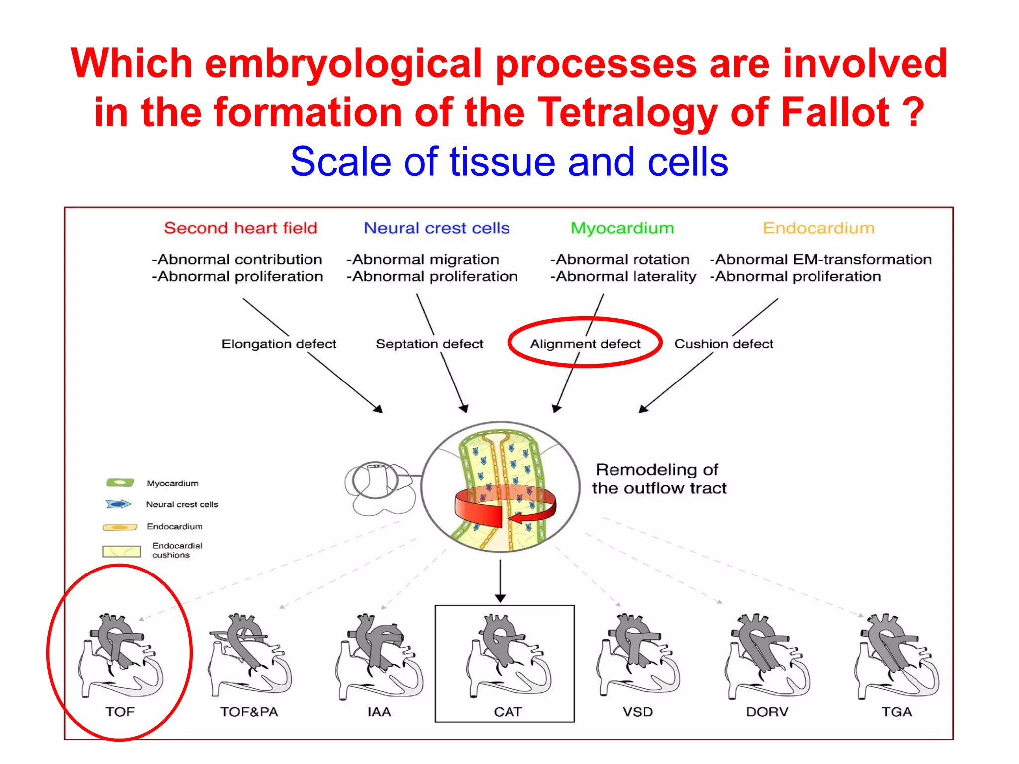 Which embryological processes are involved
 in the formation of the Tetralogy of Fallot ?
            Scale of tissue and cells
 