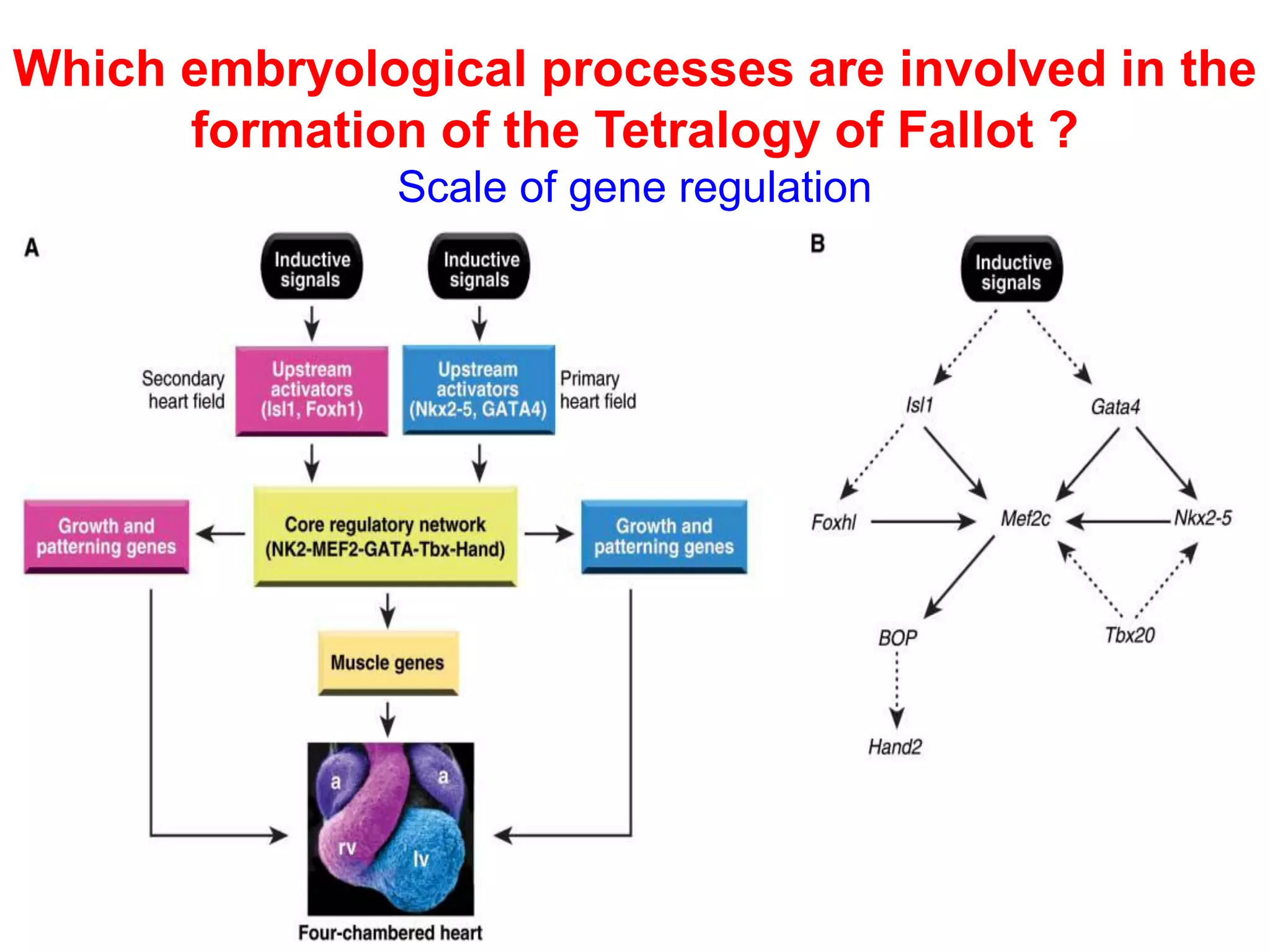 Which embryological processes are involved in the
      formation of the Tetralogy of Fallot ?
               Scale of gene regulation
 