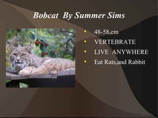 Bobcat  By Summer Sims ,[object Object],[object Object],[object Object],[object Object]