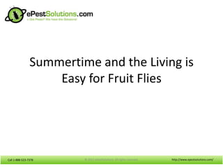 Summertime and the Living is
                    Easy for Fruit Flies




Call 1-888-523-7378      © 2012 ePestSolutions. All rights reserved.   http://www.epestsolutions.com/
 
