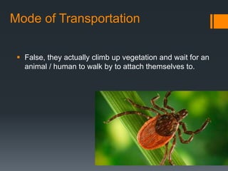 Mode of Transportation
 False, they actually climb up vegetation and wait for an
animal / human to walk by to attach themselves to.
 