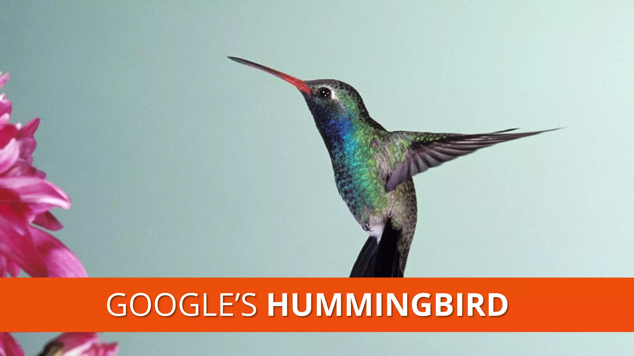 GOOGLE’S HUMMINGBIRD  