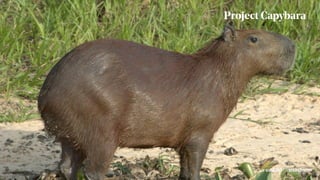Project Capybara
#uxaxioms@eadahl
 