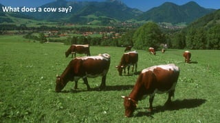 What does a cow say?
 
