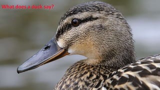 What does a duck say?
 