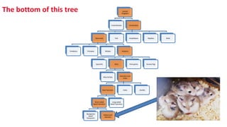 The bottom of this tree Animal
Kingdom
Invertebrates Vertebrates
Mammals
Predators Primates Whales Rodents
Squirrels Mice
Mice & Rats
Hamsters and
Voles
Real Hamsters
Short-tailed
dwarf hamsters
Djungarian
dwarf
hampsters
Roborovski
Hamster
Long-tailed
dwarf hamsters
Voles Gerbils
Porcupines Guinea Pigs
Fish Amphibians Reptiles Birds
 