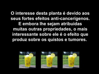 O interesse desta planta é devido aos
seus fortes efeitos anti-cancerígenos.
    E embora lhe sejam atribuidas
  muitas outras propriedades, o mais
 interessante sobre ele é o efeito que
 produz sobre os quistos e tumores.
 