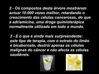 2 - Os compostos desta árvore mostraram
actuar 10.000 vezes melhor, retardando o
crescimento das células cancerosas, do que
a adriamicina, uma droga quimioterápica
normalmente utilizada em todo o mundo.

3 - E o que é ainda mais surpreendente:
este tipo de terapia, com o extrato do limão
e bicabornato, destrói apenas as células
malignas do câncer e não afecta as células
saudáveis.
 