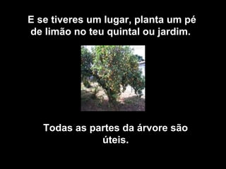 E se tiveres um lugar, planta um pé
de limão no teu quintal ou jardim.




   Todas as partes da árvore são
              úteis.
 
