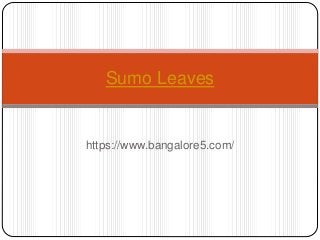 https://www.bangalore5.com/
Sumo Leaves
 