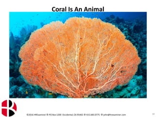 ©2016 HRExaminer  PO Box 1200 Occidental, CA 95465  415.683.0775  john@hrexaminer.com
Coral Is An Animal
13
 