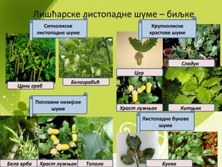 Лишћарске листопадне шуме – биљке
Ситнолисне
листопадне шуме
Цер
Храст лужњак Китњак
Сладун
Црни граб
Белограбић
Крупнолисне
храстове шуме
Листопадне букове
шуме
Буква
Поплавне низијске
шуме
Бела врба Храст лужњак Топола
 
