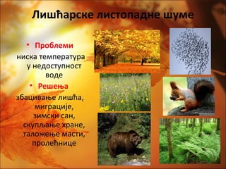 Лишћарске листопадне шуме
• Проблеми
ниска температура
у недоступност
воде
• Решења
збацивање лишћа,
миграције,
зимски сан,
скупљање хране,
таложење масти,
пролећнице
 