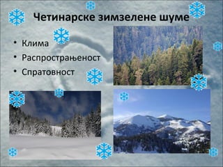 Четинарске зимзелене шуме
• Клима
• Распрострањеност
• Спратовност
 