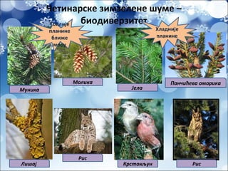Четинарске зимзелене шуме –
биодиверзитет
Муника
Молика
Јела
Панчићева оморика
Топлије
планине
ближе
мору
Хладније
планине
Лишај
Рис
Крстокљун Рис
 