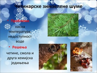 Четинарске зимзелене шуме
• Проблеми
ниска
температура,
недоступност
воде
• Решења
четине, смола и
друга хемијска
једињења
 