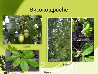 Високо дрвеће
Брест
Храст
Буква
 