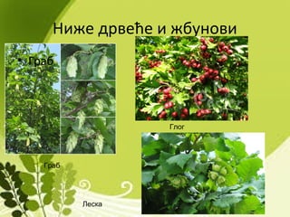 Ниже дрвеће и жбунови
Граб
• Граб
Леска
Глог
 