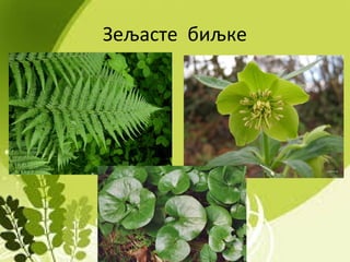 Зељасте биљке
 