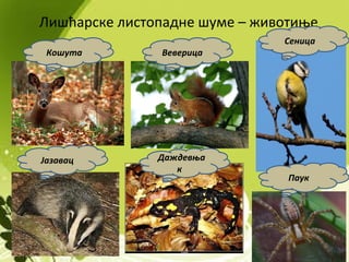 Лишћарске листопадне шуме – животиње
ВеверицаКошута
Сеница
Јазавац Даждевња
к
Паук
 