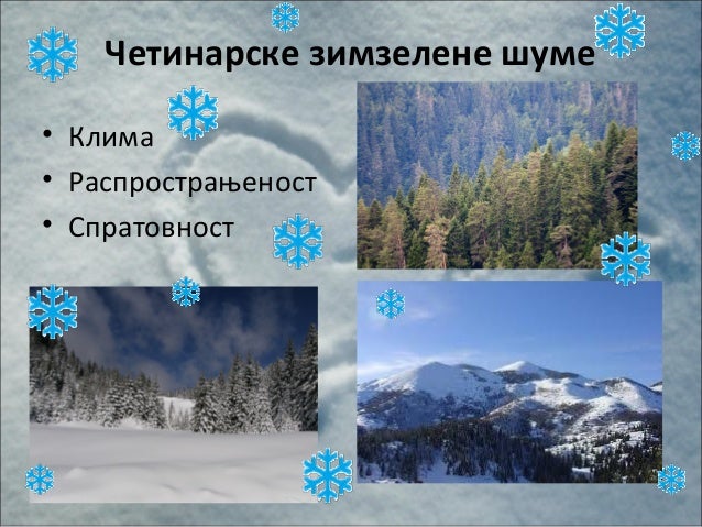 Šumski ekosistem